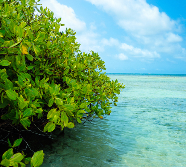 mangrove tree in crystal clear blue water